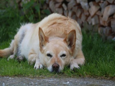 Apartment Bauernhaus in Hollersbach mit Bergblick - Outdoor photo 34