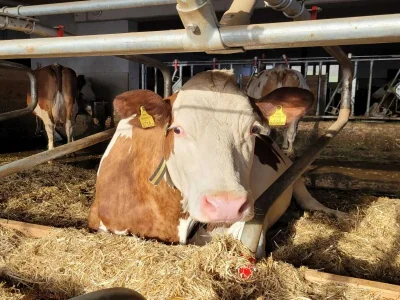 Apartment Bauernhaus in Hollersbach mit Bergblick - Outdoor photo 36