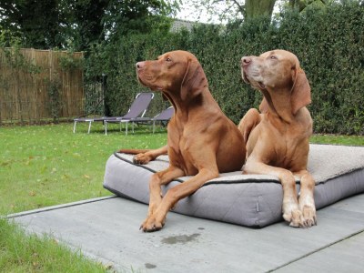 Holiday house Hütte im Leenderbos am Naturschutzgebiet - Outdoor photo 3