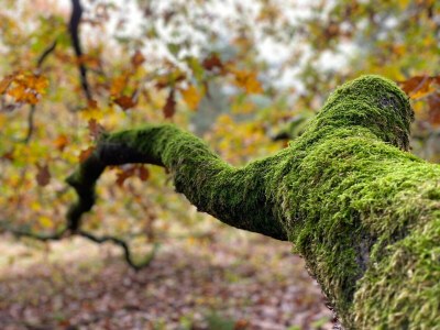 Holiday house Hütte im Leenderbos am Naturschutzgebiet - Environment photo 17