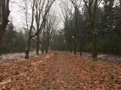 Holiday house Hütte im Leenderbos am Naturschutzgebiet - Environment photo 35