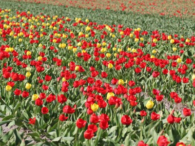 Holiday house Duinrust 4 - Environment photo 20