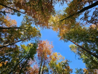 Apartment liebevoll eingerichtetes Appartement - Environment photo 29