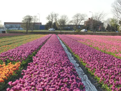 Holiday house Duinrust 8 - Environment photo 21