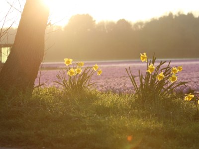 Holiday house Duinrust 10 - Environment photo 23