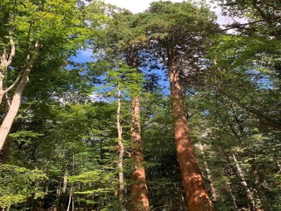 Holiday house Chalet in Wendorf - Environment photo 28