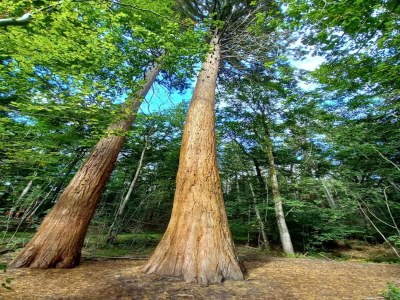 Holiday house Chalet in Wendorf - Environment photo 46