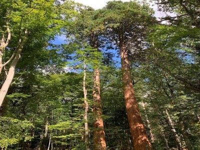 Holiday house Chalet in Wendorf - Environment photo 49