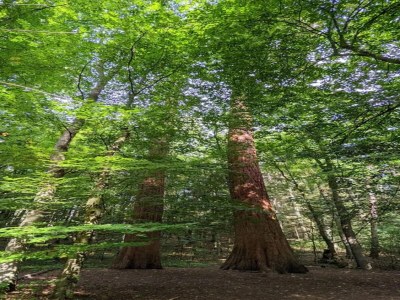 Holiday house Chalet in Wendorf - Environment photo 58