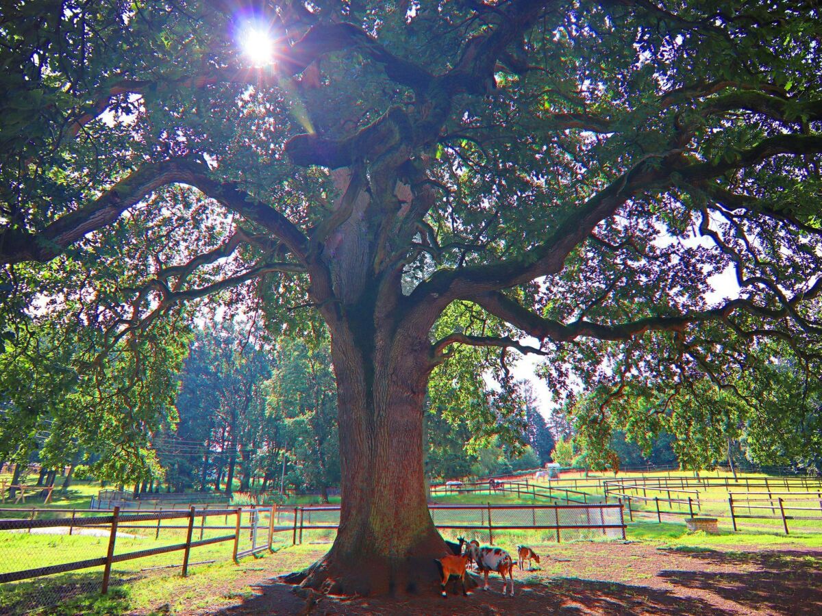 Holiday house Ferienhaus Oliver, Wendorf - Outdoor photo 3