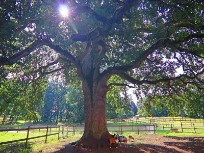 Holiday house Ferienhaus Oliver, Wendorf - Outdoor photo 3