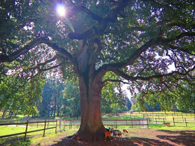 Holiday house Ferienhaus Oliver, Wendorf - Environment photo 25