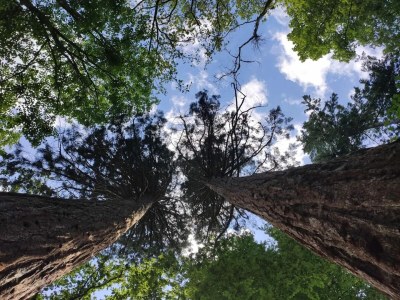 Holiday house Chalet mit Außensauna in Wendorf - Environment photo 18