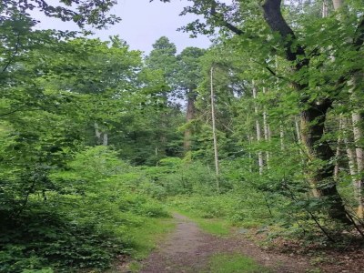 Holiday house Chalet mit Außensauna in Wendorf - Environment photo 26