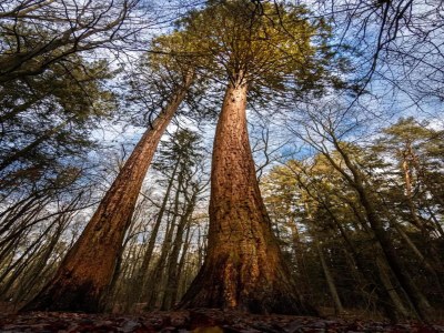 Holiday house Chalet mit Außensauna in Wendorf - Environment photo 32