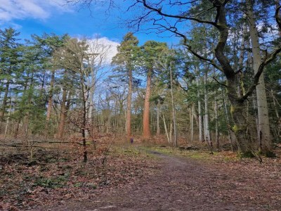 Holiday house Chalet mit Außensauna in Wendorf - Environment photo 34