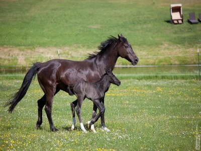 Holiday house Chalet mit Außensauna in Wendorf - Environment photo 24