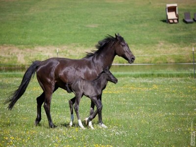 Holiday house Chalet mit Außensauna in Wendorf - Environment photo 42