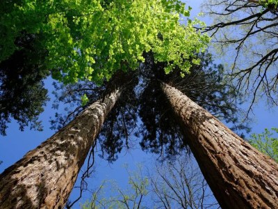 Holiday house Chalet mit Außensauna in Wendorf - Environment photo 45