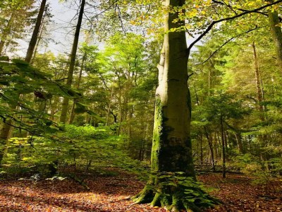 Holiday house Chalet in Wendorf - Environment photo 35