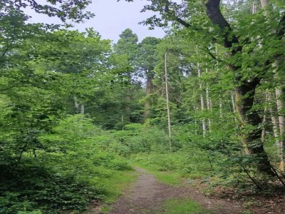 Holiday house Chalet in Wendorf - Environment photo 52