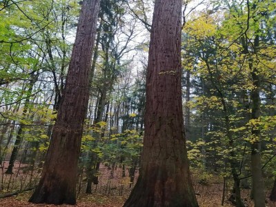 Holiday house Chalet in Wendorf - Environment photo 28
