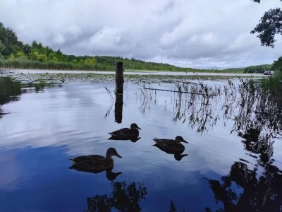 Holiday house exklusives skandinavisches Ferienhaus - Environment photo 15