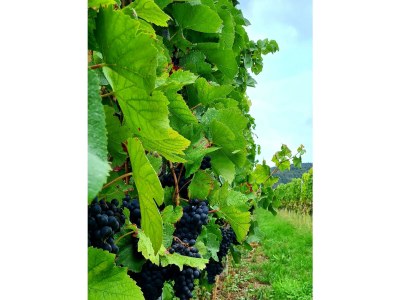 Apartment Appartement/Fewo, Bad, WC, 1 Schlafraum - Outdoor photo 36