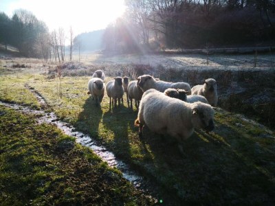 Holiday park Chalet in Reinskopf with Fireplace and Balcony - Environment photo 8