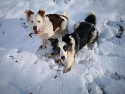 Holiday park Chalet in Reinskopf with Fireplace and Balcony - Outdoor photo 35