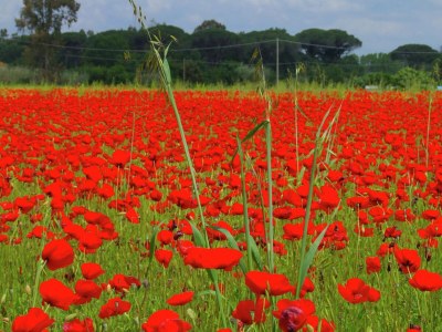 Holiday house Oase in der Nähe der toskanischen Strände - Environment photo 33