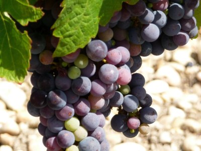 Holiday house Haus in Margaux mit Salzwasserpool & Weinbergen - Environment photo 18