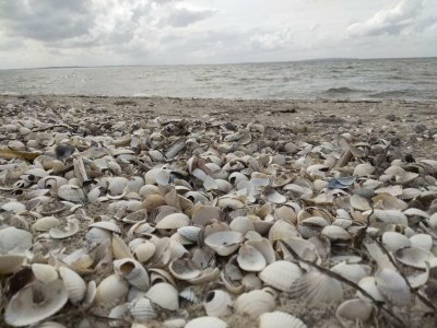 Holiday house 6 person holiday home in Løgstør-By Traum - Outdoor photo 15