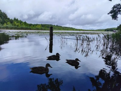 Holiday house Ferienhaus im skandinavischen Stil - Environment photo 12