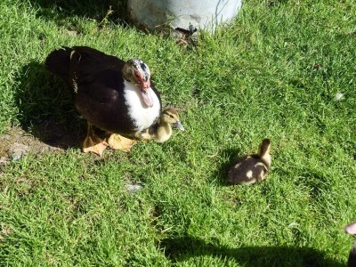 Holiday house 7 person holiday home in VÅGLAND - Outdoor photo 18