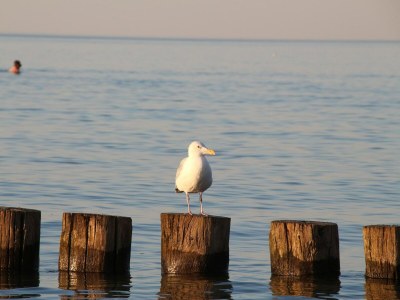 Apartment Ferienwohnung auf der Insel Poel nahe Strand - Environment photo 28