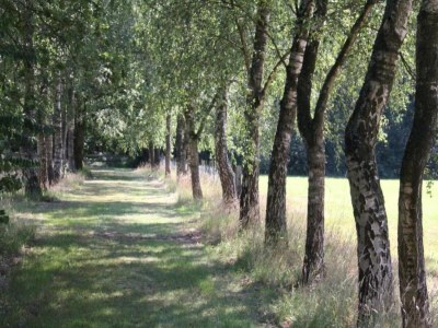 Holiday park Ruhiges Waldchalet - Environment photo 15