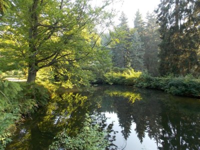 Holiday park Ruhiges Waldchalet - Environment photo 16