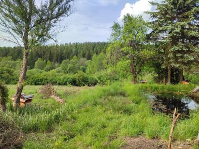 Holiday park Ruhiges Waldchalet - Environment photo 18