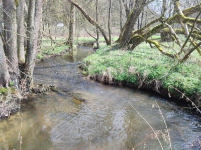 Holiday park Ruhiges Waldchalet - Environment photo 25