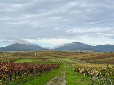 Holiday house Wein & Wald - Environment photo 31