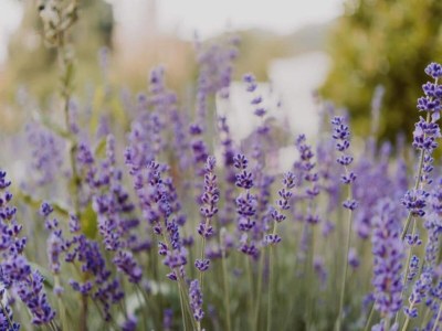 Holiday park Tent Lodge near Echternach Nature Park - Environment photo 23