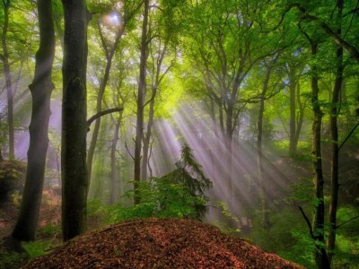 Holiday park Tent Lodge near Echternach Nature Park - Environment photo 24