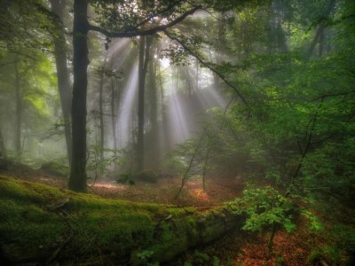 Holiday park Tent Lodge by Echternach & Eifel Nature Park - Environment photo 28