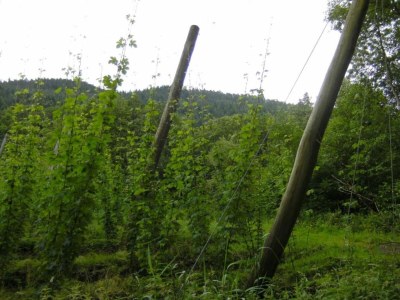 Holiday park Tent Lodge by Echternach & Eifel Nature Park - Environment photo 30