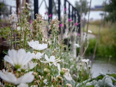 Chalet Holiday Home in Cothen by the Waterfront - Environment photo 25