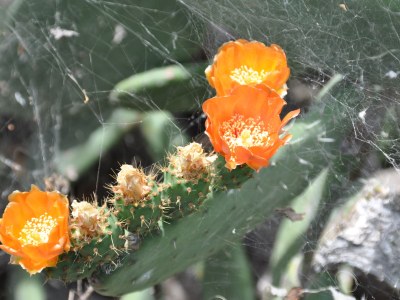 Holiday house Casa Azul near Los Llanos - Environment photo 14