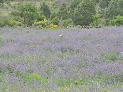 Holiday house Casa Azul near Los Llanos - Environment photo 15