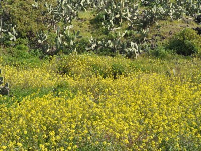 Holiday house Casa Azul near Los Llanos - Environment photo 16