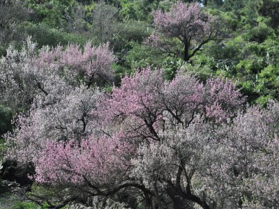 Holiday house Casa Azul near Los Llanos - Environment photo 19